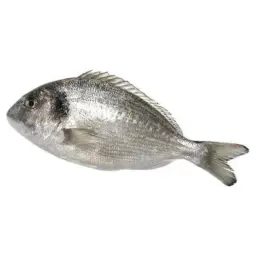 Seabream Fish